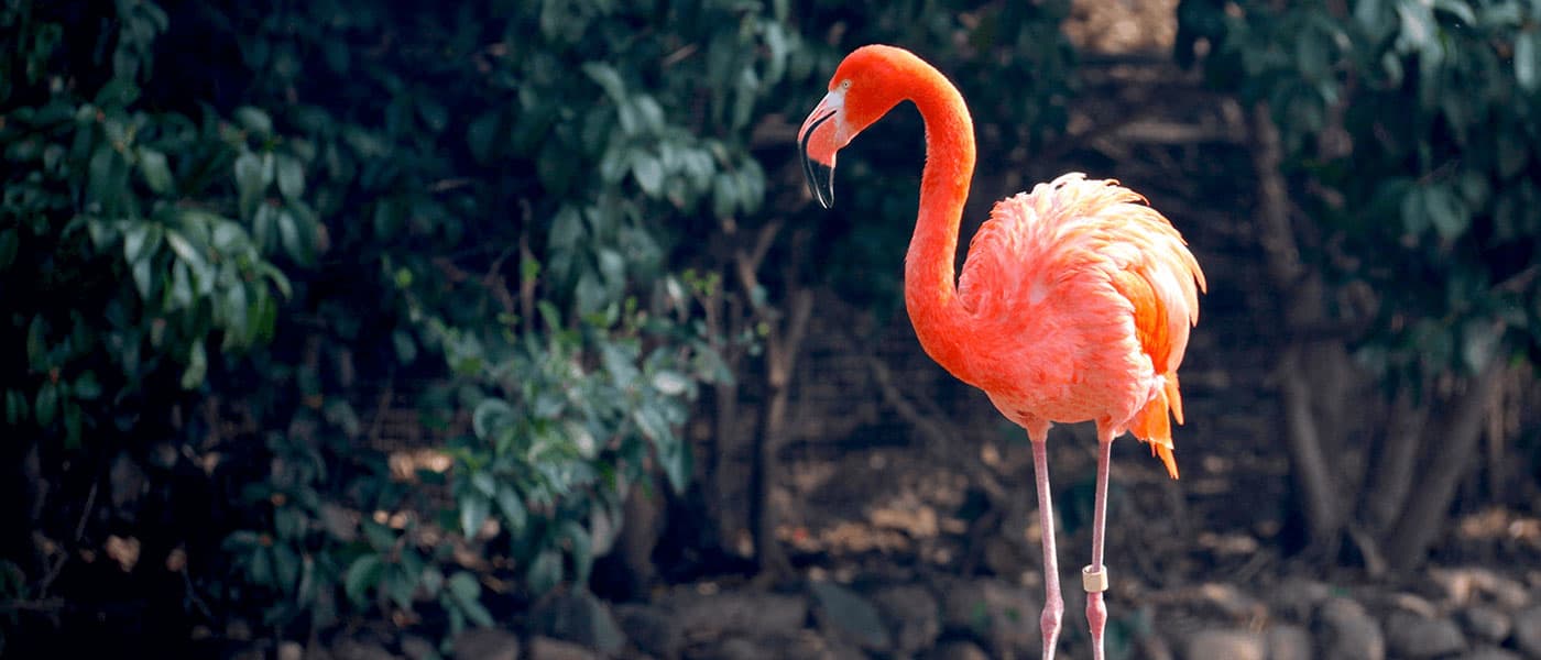 Flamingo-Marketing-Newsletter