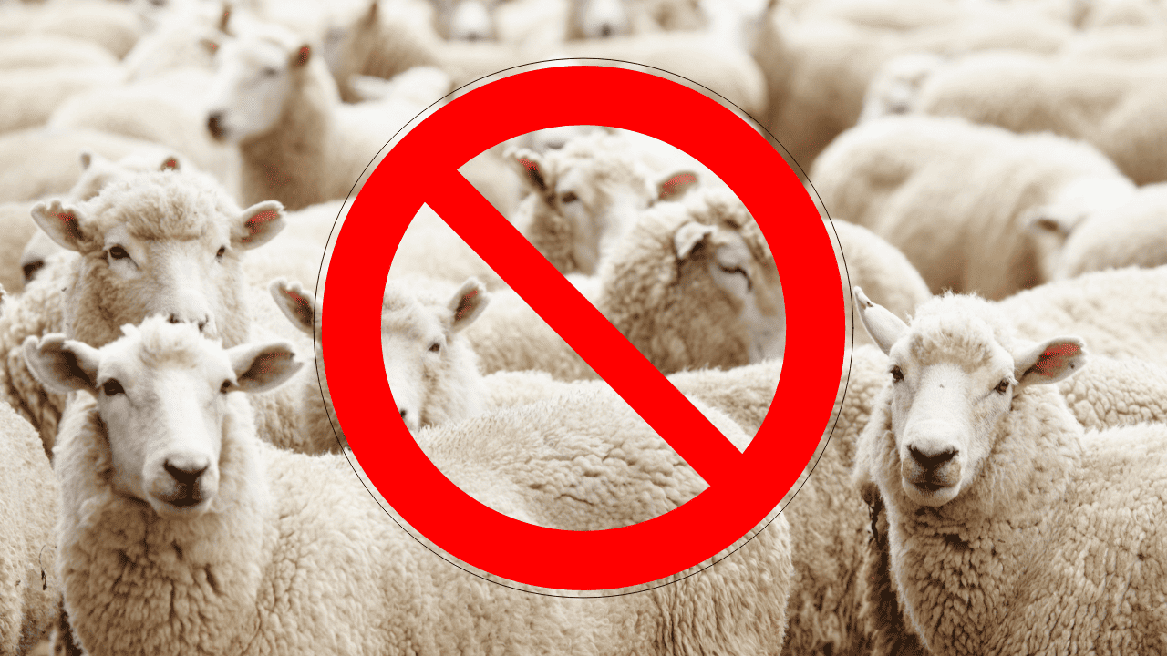 Marketing Tips - Don't be sheep